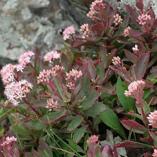 American Orpine