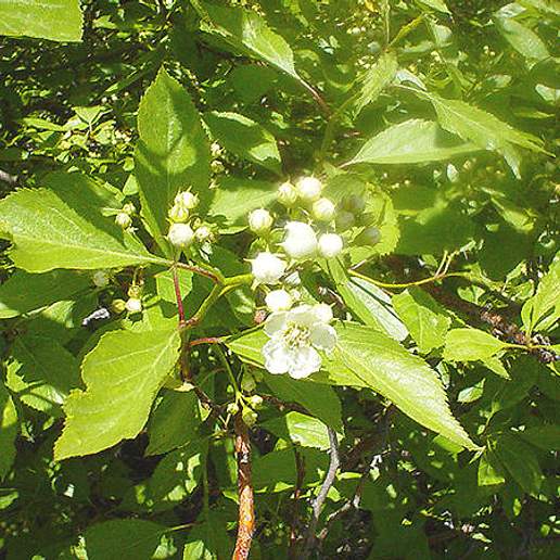Crataegus rivularis