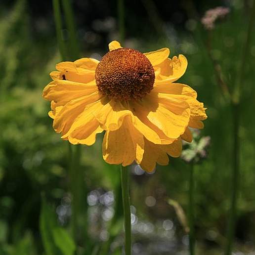 Bigelow's Sneezeweed