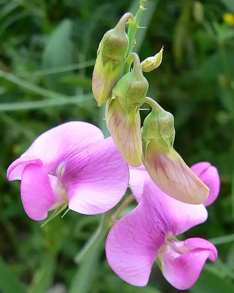 Broadleaf Everlasting Pea