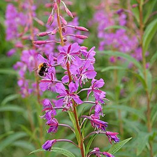 Chamaenerion Latifolium