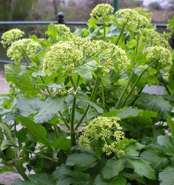 Horse Parsley