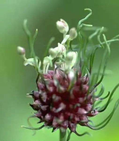 Wild Garlic