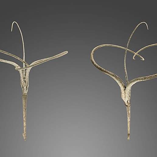 Desert Unicorn Plant