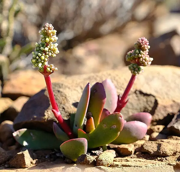 Crassula Clavata