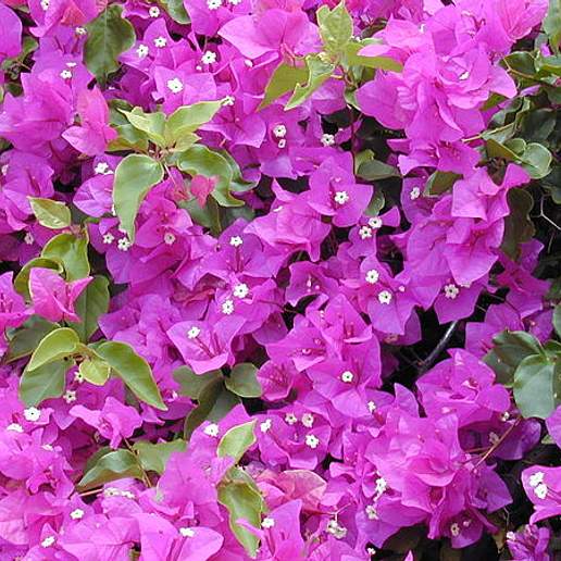Great Bougainvillea