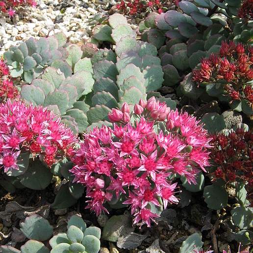 Hylotelephium cauticola