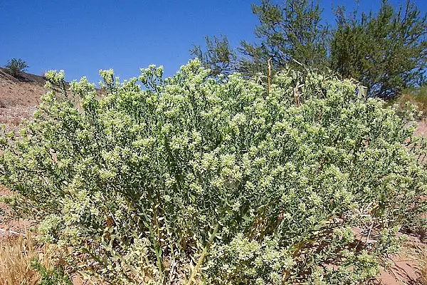 Thurber's Sandpaperplant