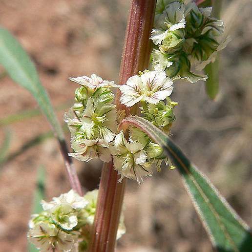 Fringed Amaranth