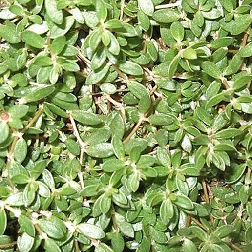Wild Purslane