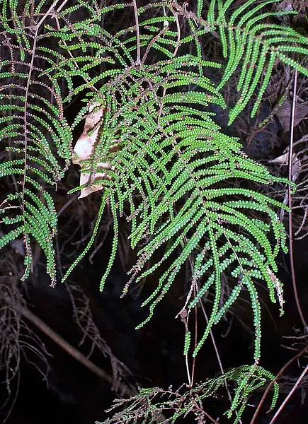 Pouched Coral Fern
