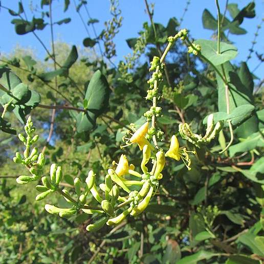 Chaparral Honeysuckle
