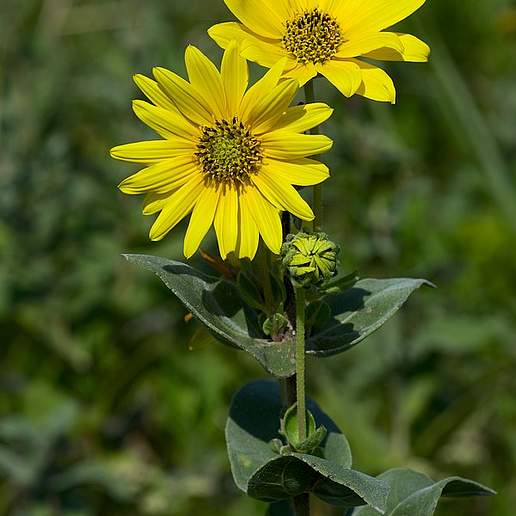 Downy Sunflower