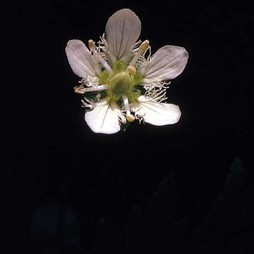 Fringed Grass Of Parnassus