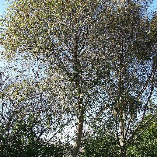 Mexican Alder