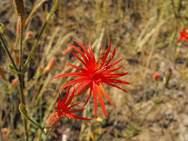 Mexican Campion
