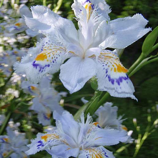 Japanese Crested Iris