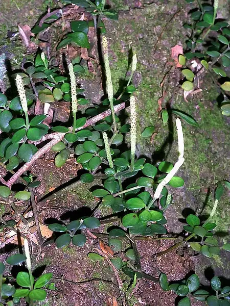 Acorn Peperomia