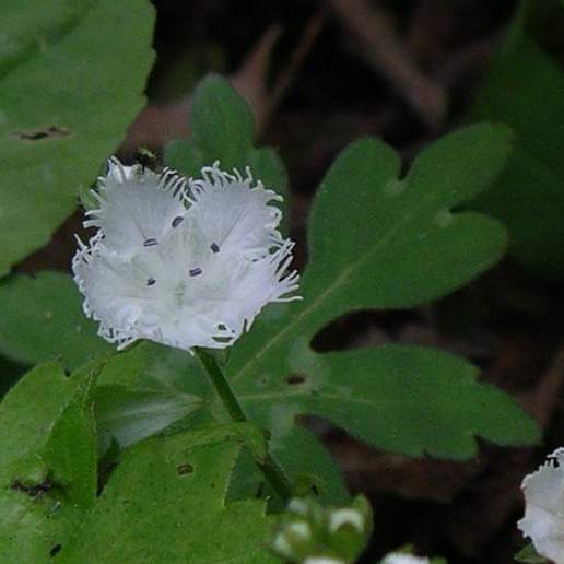 Fringed Phacelia