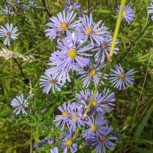 Douglas' Aster