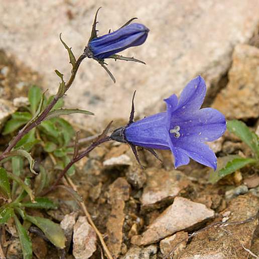 Alaska Bellflower
