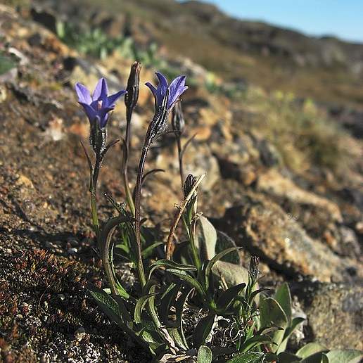 Arctic Bellflower