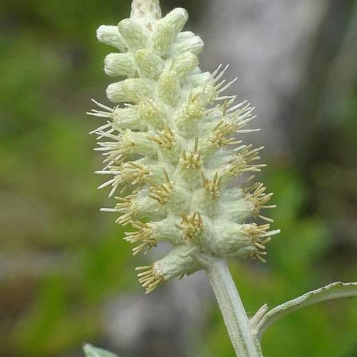 Dense Spike Blackroot