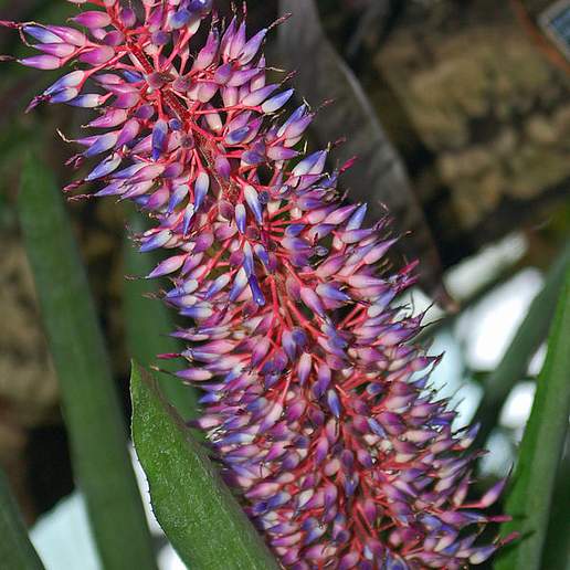 Fendler's Bromeliad