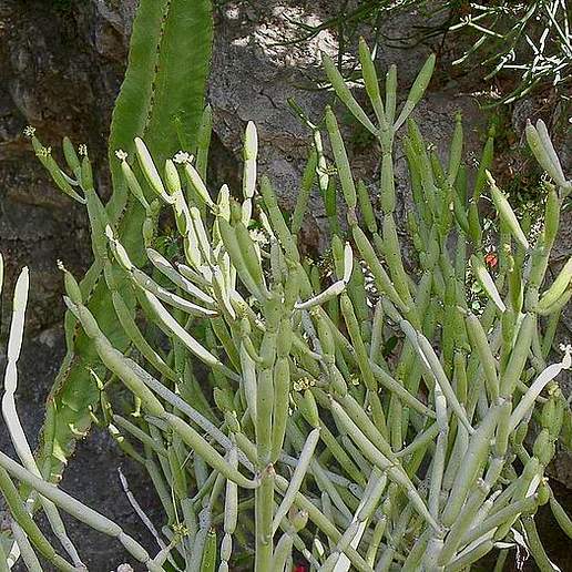Alluaud's Euphorbia