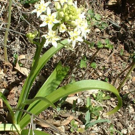 Fremont's Death Camas