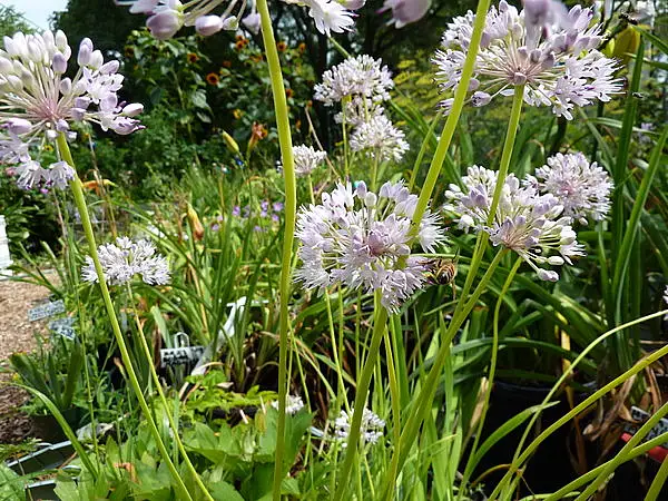 Broad Leaved Chives