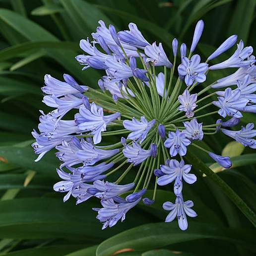 Common Agapanthus