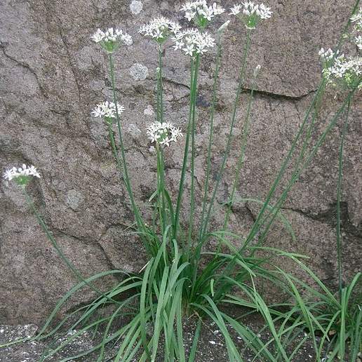 Garlic Chives