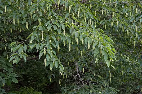 Sawa Hornbeam