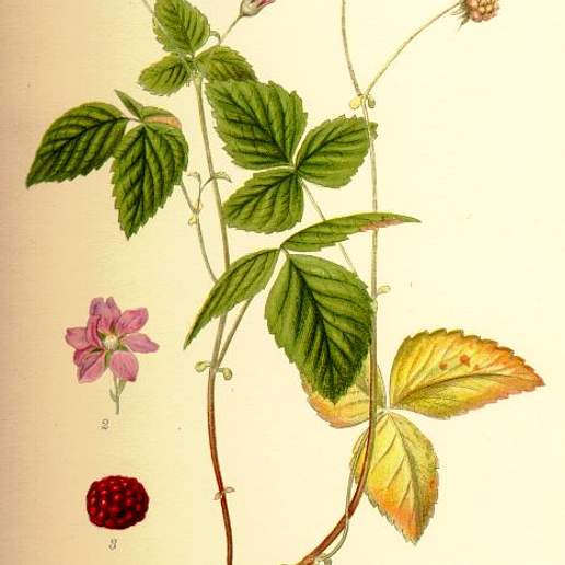 Arctic Bramble