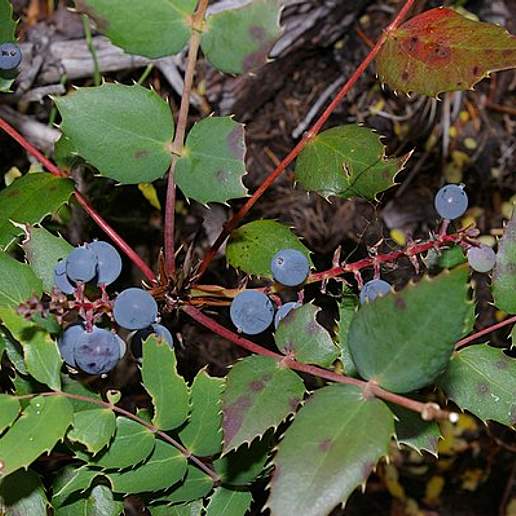 Dwarf Oregon Grape