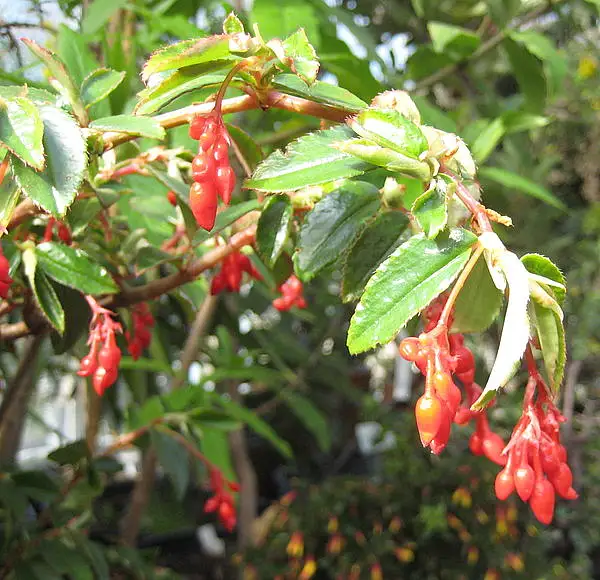 Fuchsia Begonia