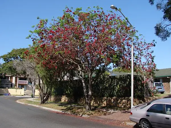 Fuchsia Tree