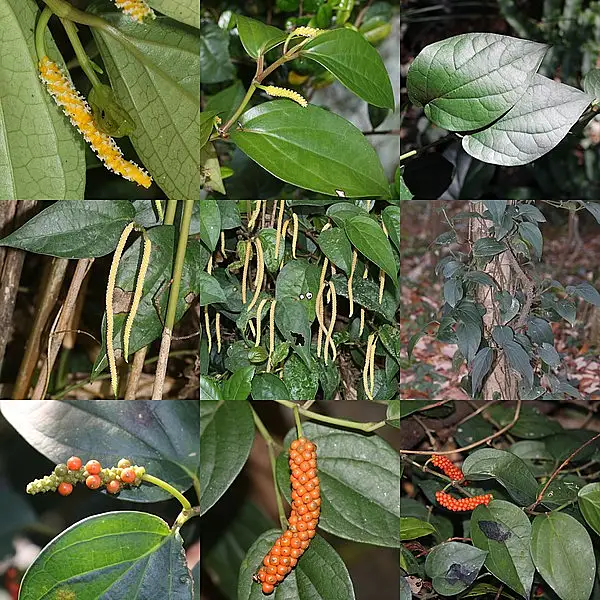 Japanese Pepper Bush