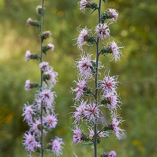Appalachian Blazing Star