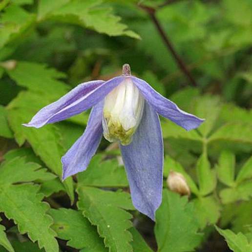 Alpine Clematis