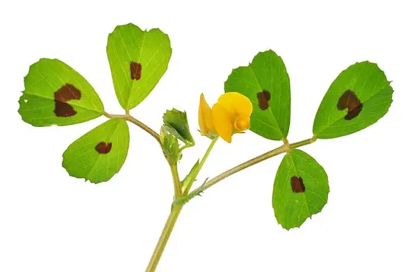 Spotted Bur Clover