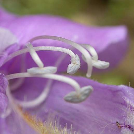 Crested Tongue Beardtongue