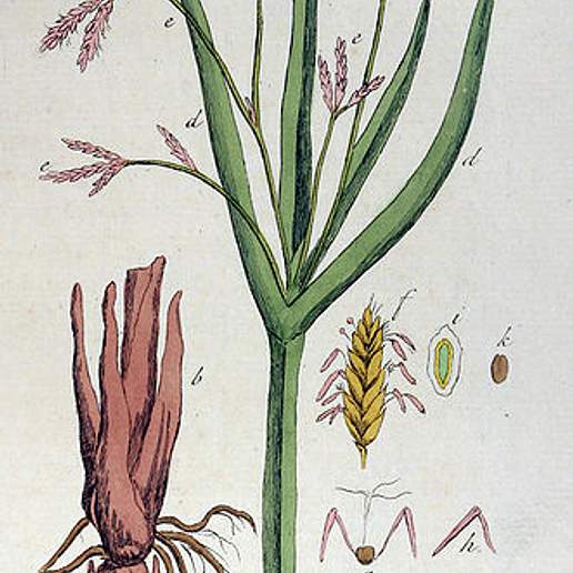Galingale