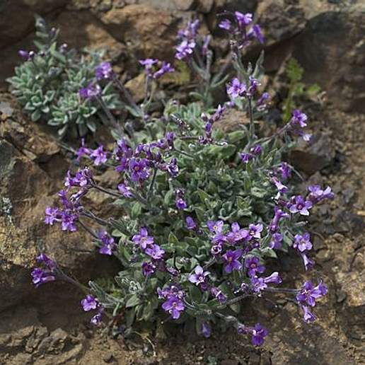 Arabis Epilobioides
