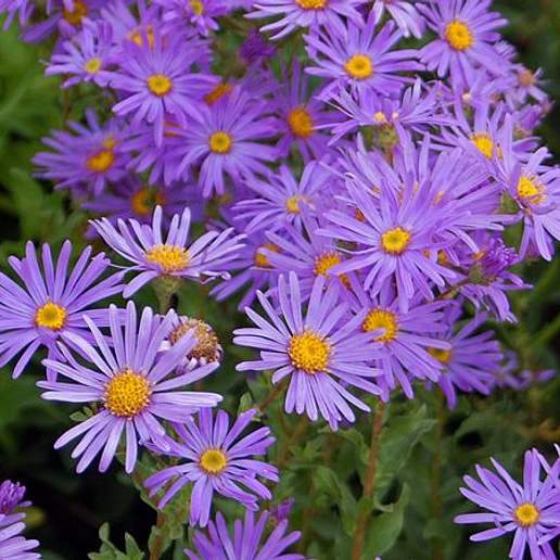 Garden Aster