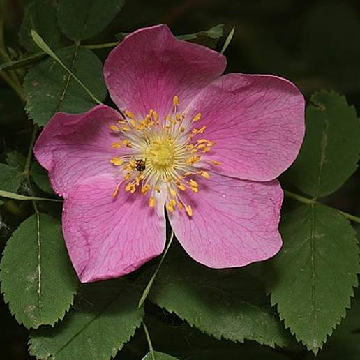 Prickly Rose