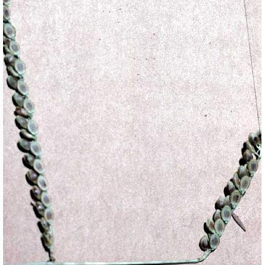 Brown Seed Paspalum