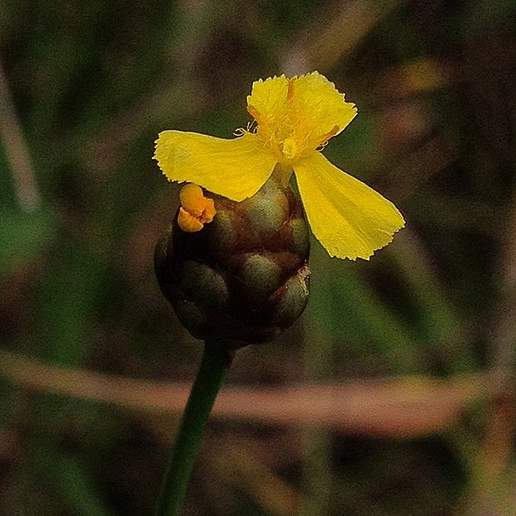 Slender Yellow Eyed Grass