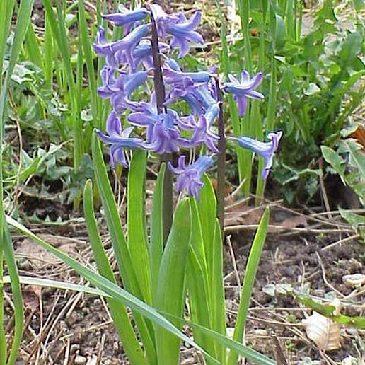 Hyacinth